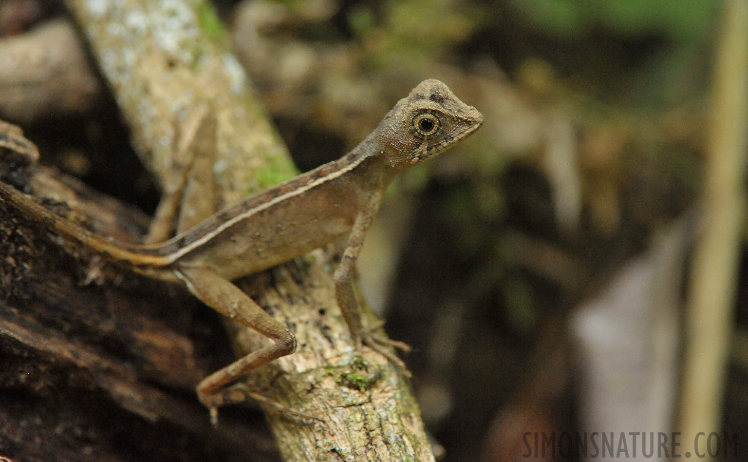 Otocryptis wiegmanni [550 mm, 1/100 Sek. bei f / 7.1, ISO 6400]